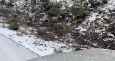 Osmaniye'de Dolu Yağışı Sürücülere Zor Anlar Yaşattı