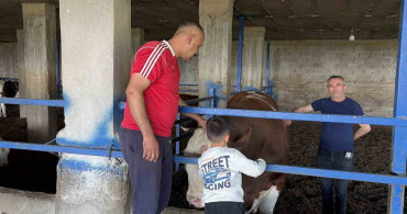 Osmaniye'de 'Gardaşım' Boğa Alıcı Buldu