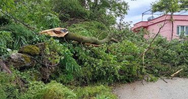 Osmaniye'de Hortum Fırtınası Ağaçları Kökünden Sökerek Zarara Sebep Oldu