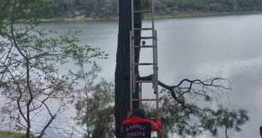 Osmaniye'de İtfaiye Ekipleri Ağaca Takılan Kargayı Kurtardı