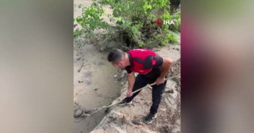 Osmaniye'de Kaplumbağa Kurtarma Operasyonu
