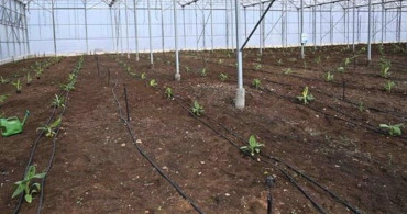 Osmaniye’de Teknolojiyi Kullanıp Serada Muz Üretecekler!