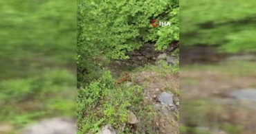 Osmaniye'de Uçurumda Mahsur Kalan Düve 5 Saatte Kurtarıldı