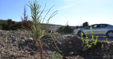 Osmaniye'de Yangın Sonrası Yeniden Ağaçlandırma Çalışmaları Başladı