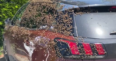 Otomobili Saran Arılar Şehir Merkezinde İlginç Anlar Yaşattı