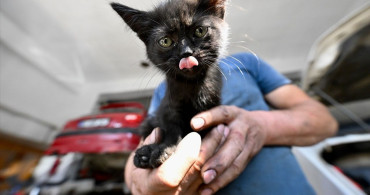 Otomobilin Motorundan Çıkan Kedi, Tamirhanenin Neşe Kaynağı Oldu