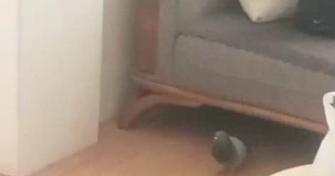 Oturma Odasında Güvercinler ile Yaşamak