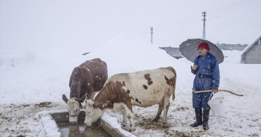 Ovacık'ta Besiciler Zorlu Kış Şartlarına Dayanıyor