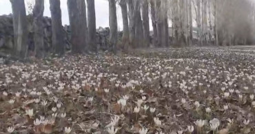 Özalp’te Baharın Müzesi: Çiğdemler