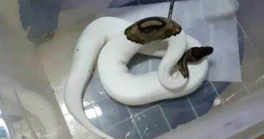 Özel İzne Tabi Olan Hayvanları Satanlara Operasyon Yapıldı