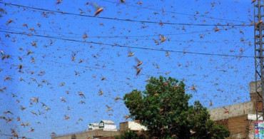 Pakistan'da Çekirge İstilası Sebebiyle OHAL İlan Edildi