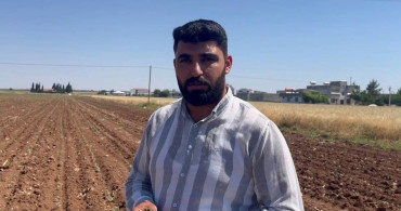 Pamuk Tarlalarını Tehdit Eden Zararlılar