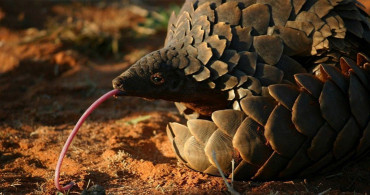 Pangolinlerde İnsana Bulaşabilen Koronavirüs Tespit Edildi