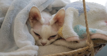 Paris'te Kedili Kafe: Chat Mallows