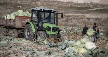 Pasinler Ovası'nda Ata Tohumlarla Büyük Lahana Hasadı