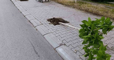 Patnos’ta yeni dikilen 15 ağaca zarar verildi