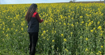 Pehlivanköy'de Kanola Bitkisi İncelemesi