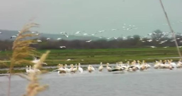 Pelikanların Bursa'daki Mola Anı