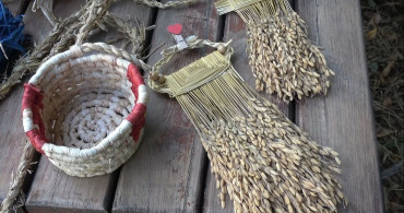 Pirinç sapı, tescilli Bafra zembiline can verdi
