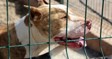 Pitbull Besleyen Kişiye 19 Bin Lira Ceza