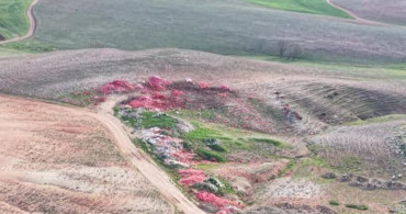 Polatlı'da Dökülen Soğanlar İçin Ticaret Bakanlığı'ndan İnsiyatife