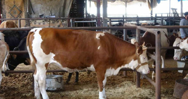 Polisten Kurbanlık Pazarı Uyarısı: Sahte Para ve IBAN Dolandırıcılığına Dikkat