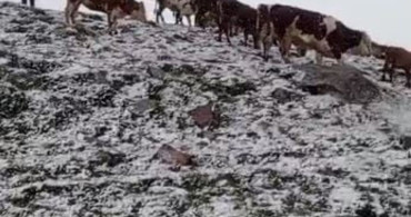 Posof’un Yaylalarında Haziran Karı Şaşkınlık Yarattı