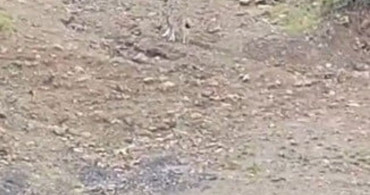 Pülümür'de Nesli Koruma Altındaki Vaşak Görüntülendi