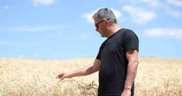 Pursaklar'da hasat dönemi başladı