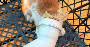 PVC borusuna sıkışan yavru kedi kurtarıldı