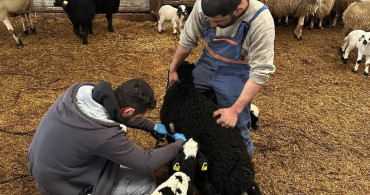 Refahiye'de Hayvancılık İçin Aşılamalar Devam Ediyor