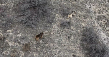 Refahiye'de Kış Uykusundan Uyanan Ayılar Havadan Görüntülendi