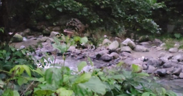 Rize Ayder Yaylası’na balık tutmaya giden 3 genç ayı ile karşı karşıya kaldı! İşte o anlar