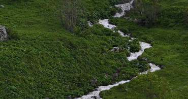 Rize yaylaları yaz mevsimiyle yeşerecek