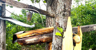 Rize'de atadan kalma ayı savarı: carimangana sistemi ile yaban mersini bahçeleri koruma altına alınıyor
