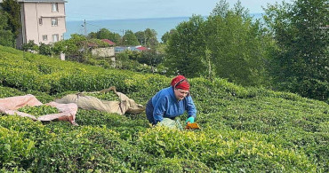 Rize'de Çay Hasat Dönemi Başladı