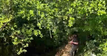 Rize'de Dere Yatağındaki İnek Vinçle Kurtarıldı