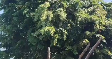 Rize'de ıhlamur toplarken elektrik akımına kapılan vatandaş hayatını kaybetti