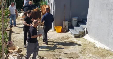 Rize'de Kaçan Boğa Sahiplerine Zor Anlar Yaşattı