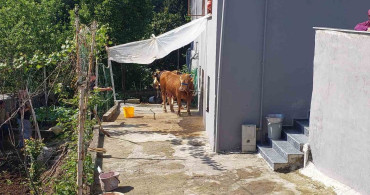 Rize'de Kaçan Kurbanlık Boğa Yakalandı
