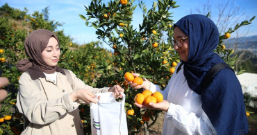 Rize'de Mandalina Hasadı Etkinliği