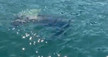 Rize'de Nadir Görülen Deri Sırtlı Deniz Kaplumbağası Görüntülendi