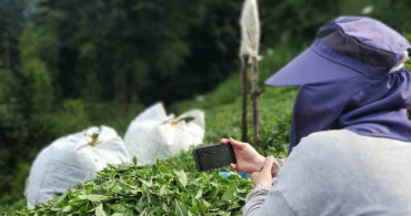 Rize'deki çay bahçelerinde milli maç heyecanı