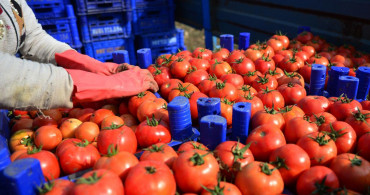 Rusya Türkiye'den Domates İthalatı Kotasını Yükseltti