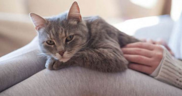 Rüyada Kedi Görmek Ne Anlama Gelir?