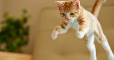 Rüyada Kedi Görmek