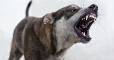 Rüyada Köpek Isırması