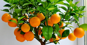 Rüyada Portakal Görmek Neyle Yorumlanır