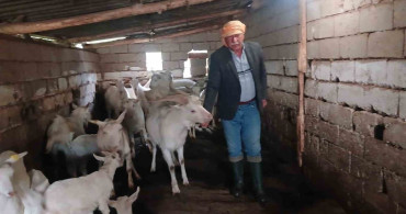 Saanen Keçisinin Dördüz Doğumu Yetiştiricisini Sevindirdi