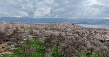 Sadık Misafir Leylekler 10 Yıldır Aynı Yuvaya Dönüyor